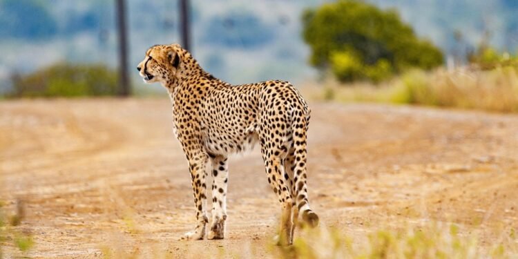 Fast and Fresh: Quick Healthy Meals for Busy Weekdays