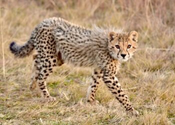 Fast Food, but Make It Healthy: Quick Recipes for Every Day