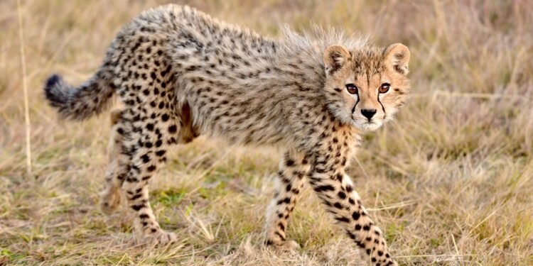 Fast Food, but Make It Healthy: Quick Recipes for Every Day