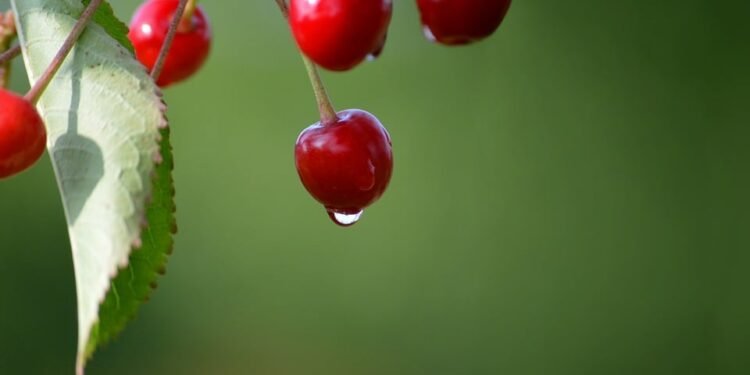 Fruit and Veggie Bliss: Easy Juice Recipes to Enhance Your Health