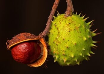 Fruit Smoothie Masterclass: Tips for the Perfect Blend Every Time