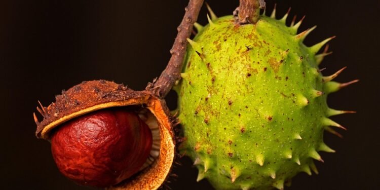 Fruit Smoothie Masterclass: Tips for the Perfect Blend Every Time