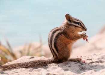 Eating with Ease: Gluten-Free Recipes Packed with Flavor and Nutrition