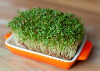 Low-Carb, High Flavor: Wholesome Recipes to Try This Week