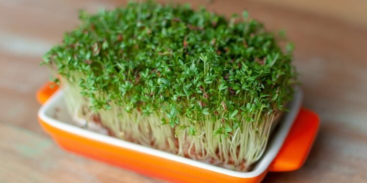 Low-Carb, High Flavor: Wholesome Recipes to Try This Week