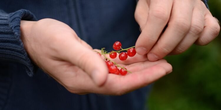 Berry Bliss: Indulge in These Simple, Satisfying Berry Desserts