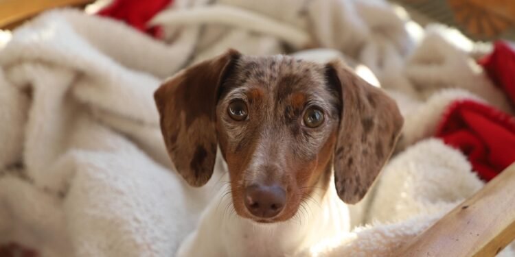 Delightful Delicacies: Easy Desserts You Can Make at Home