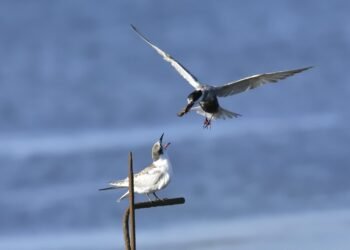 Nourish Your Body with These Flavorful Low-Carb Recipes