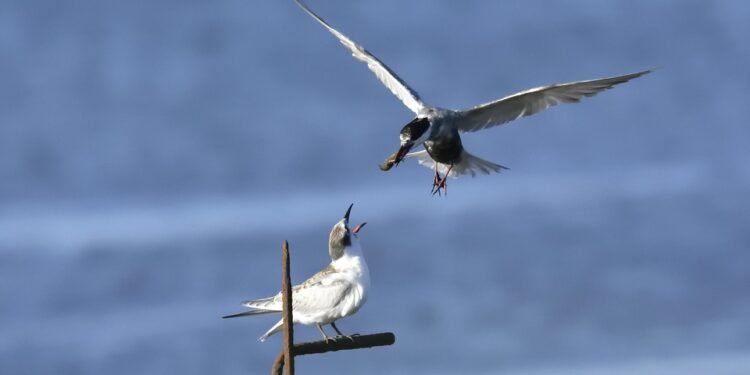Nourish Your Body with These Flavorful Low-Carb Recipes