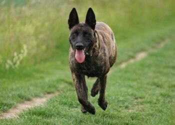 Quick Fix: 7 Effortless Smoothie Recipes for a Wholesome Start