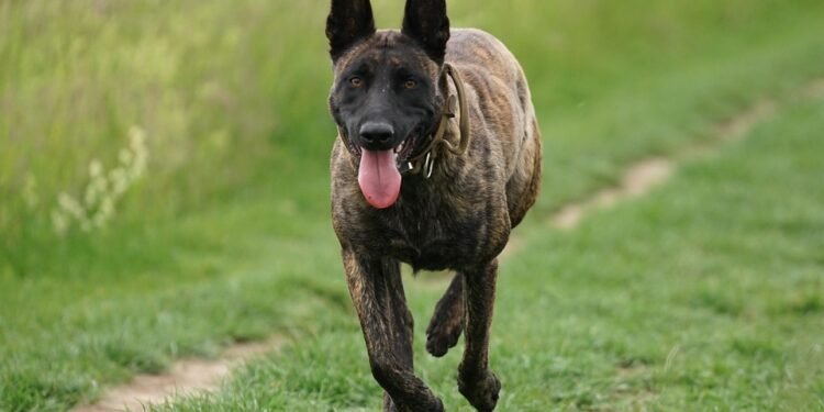 Quick Fix: 7 Effortless Smoothie Recipes for a Wholesome Start