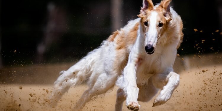 Fast & Flavorful: Smoothies You Can Whip Up in a Flash!