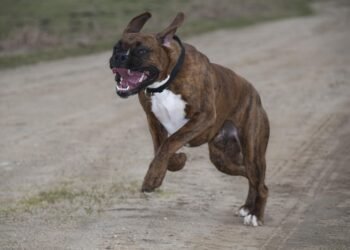 Quick and Easy: Family Recipes That Bring Everyone Together!