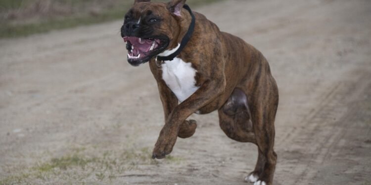 Quick and Easy: Family Recipes That Bring Everyone Together!