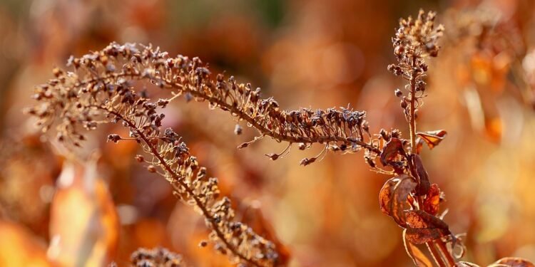 “Color Your Plate: Vibrant Recipes Full of Essential Nutrients”