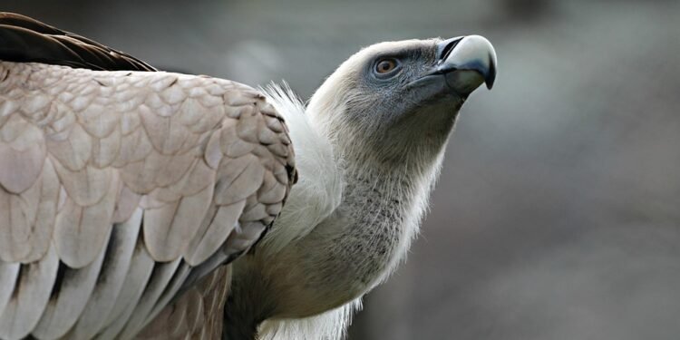 Sip Your Way to Health: Effortless Smoothies Anyone Can Make