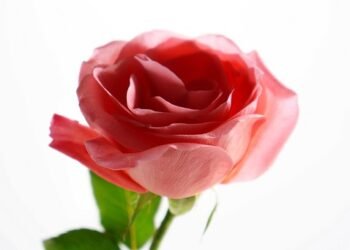 Feel free to mix and match ideas or adjust them to better fit your style!