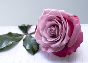 Feel free to mix and match or modify these to best suit your audience!