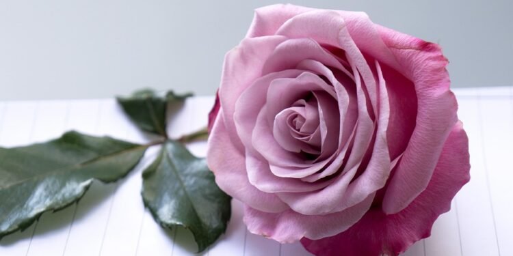 Feel free to mix and match or modify these to best suit your audience!