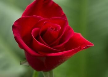 Feel free to adjust them as needed!