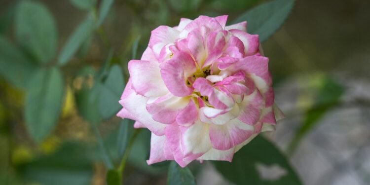 Feel free to mix and match phrases or concepts to best fit your article!