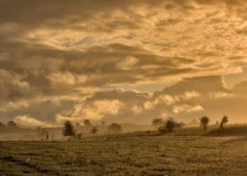 Morning Magic: Quick Breakfast Recipes for the Time-Starved!