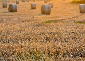 Harvest Happiness: Fall-Inspired Fruit Desserts You Need to Try
