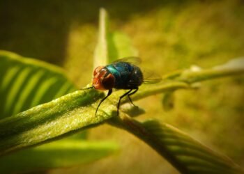 Quick Fixes: Simple Snack Ideas for On-the-Go Lifestyles