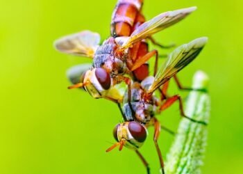 From Greens to Fruits: Top Smoothie Ingredients for a Healthy Breakfast