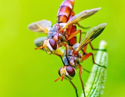From Greens to Fruits: Top Smoothie Ingredients for a Healthy Breakfast
