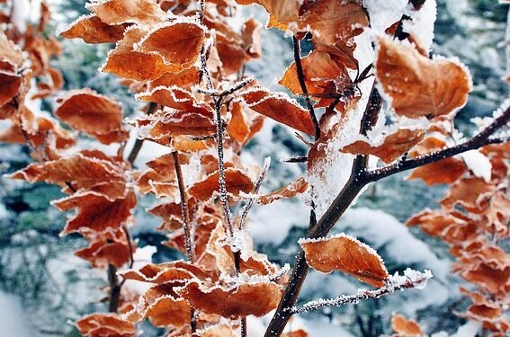 From Freezer to Blender: Quick Smoothie Recipes Using Frozen Fruits