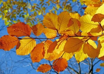 Fall in Love with Cheesecake: Seasonal Recipes to Savor