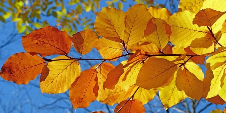 Fall in Love with Cheesecake: Seasonal Recipes to Savor