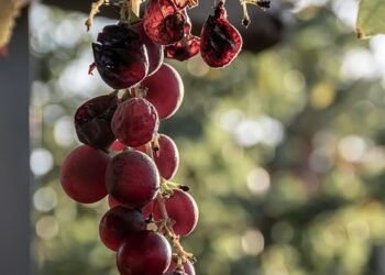 From Leftovers to Gourmet: Transform Your Lunch with an Air Fryer!