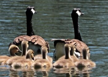 Family Feasts Made Easy: Delicious Meals with Minimal Stress