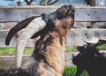 Satisfy Your Cravings: Irresistibly Chewy and Crispy Cookie Recipes