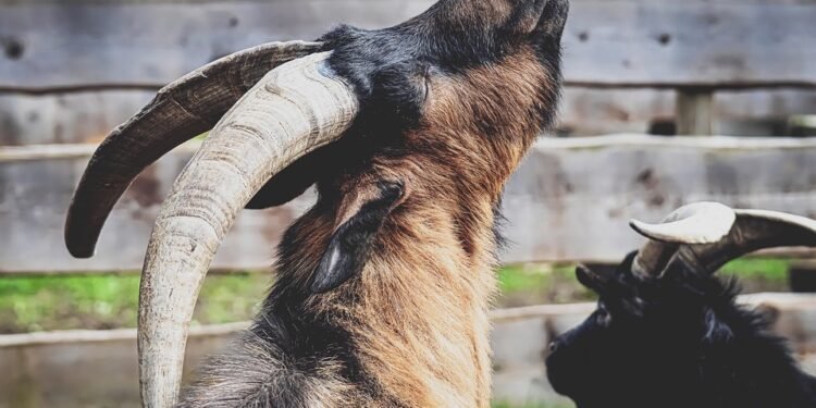 Satisfy Your Cravings: Irresistibly Chewy and Crispy Cookie Recipes