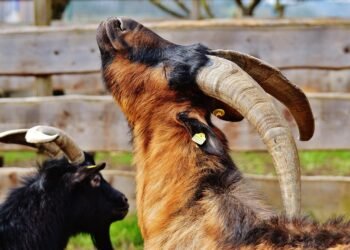 Satisfy the Whole Family: Easy Meals That Don’t Compromise on Flavor