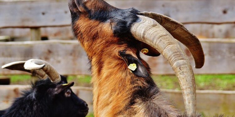 Satisfy the Whole Family: Easy Meals That Don’t Compromise on Flavor