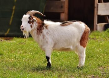 Satisfy Your Sweet Tooth: Quick Desserts That Don't Skimp on Flavor