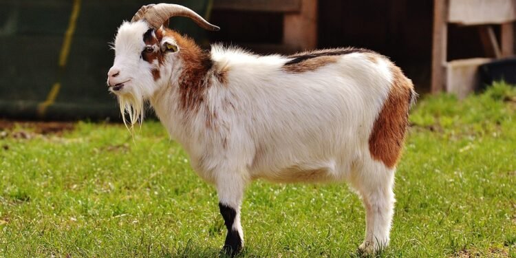 Satisfy Your Sweet Tooth: Quick Desserts That Don't Skimp on Flavor