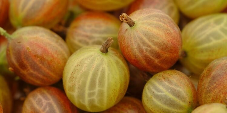 From Berry to Bliss: Ultimate Fruit Smoothie Combos You’ll Love