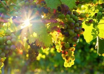 Healthy, Tasty, and Fast: 8 Recipes Under 30 Minutes