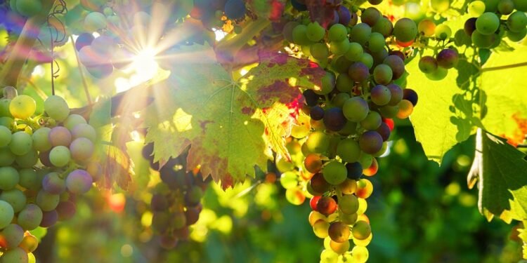 Healthy, Tasty, and Fast: 8 Recipes Under 30 Minutes