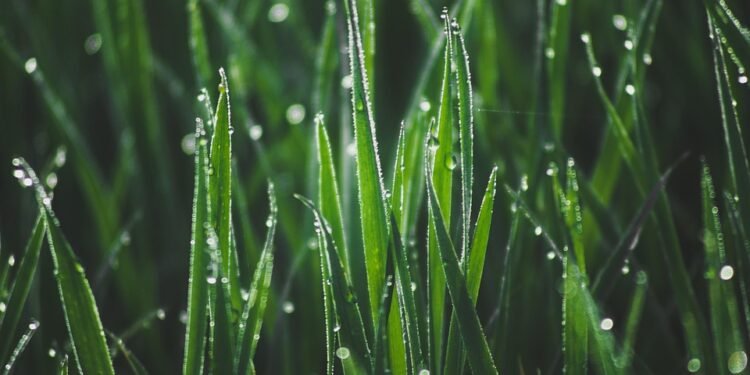 Morning Motivation: How Breakfast Smoothies Can Transform Your Routine