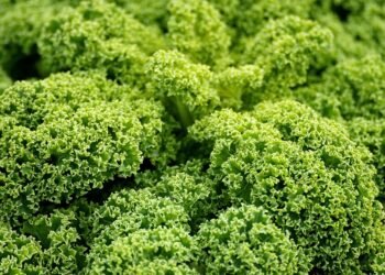 Vegan Vibes: Nourishing Plant-Based Lunch Recipes You'll Love