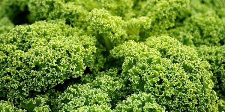 Vegan Vibes: Nourishing Plant-Based Lunch Recipes You'll Love