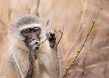 Taste the Ease: 10 Minimalist Recipes for Flavorful Meals