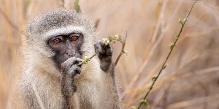 Taste the Ease: 10 Minimalist Recipes for Flavorful Meals