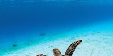 Green Goodness: How to Make Healthy Green Juices That Actually Taste Good!